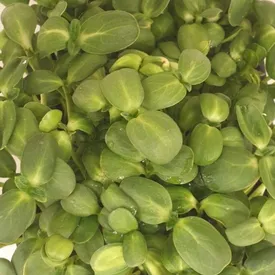 Микрозелень подсолнечника XXL